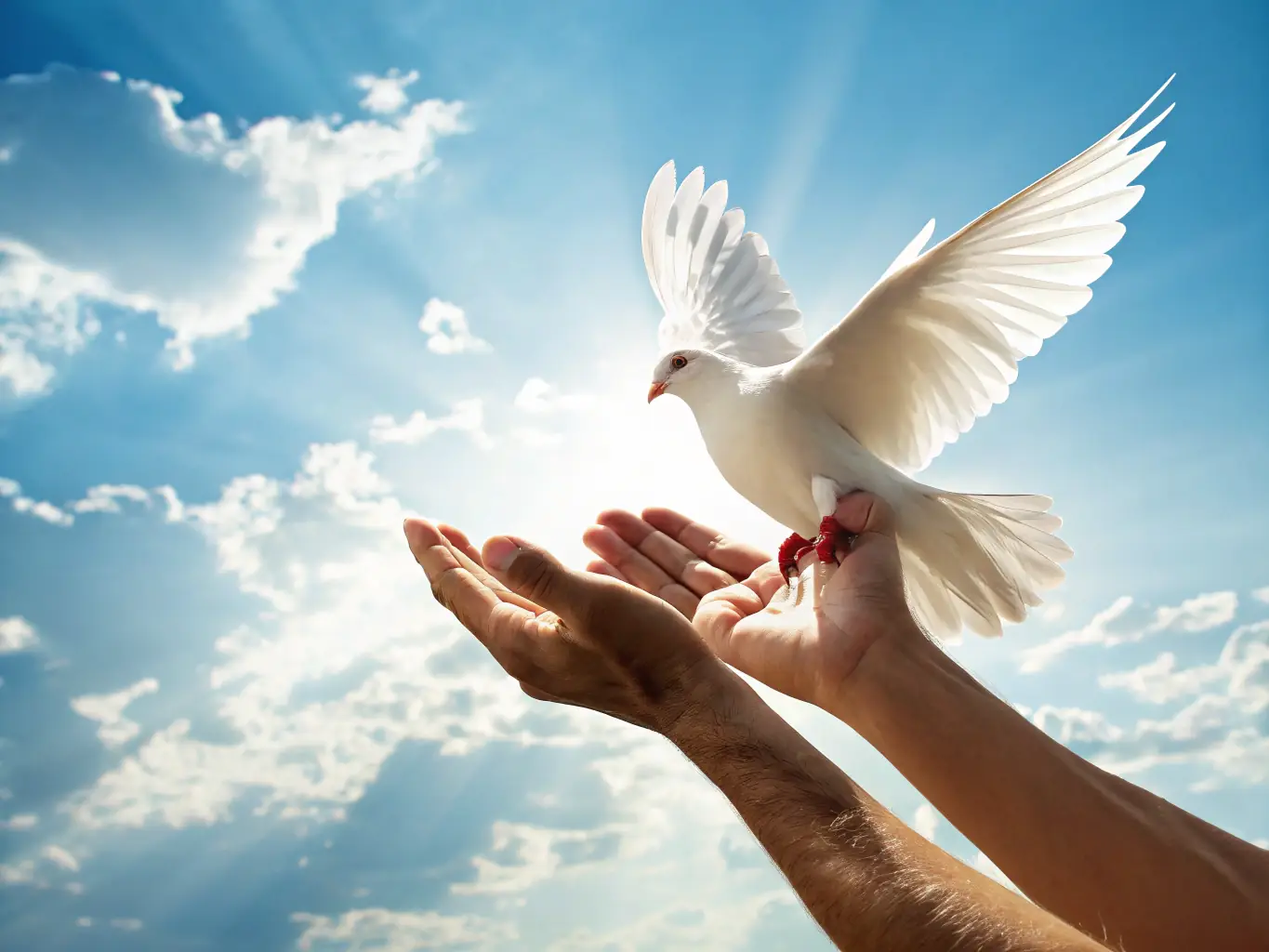 A comforting image of a person releasing a dove into the sky, symbolizing the release of grief and finding peace after loss.